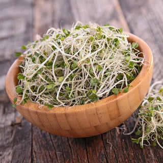 BIO Graines à germer - Brocoli - Soutien naturel de l’immunité - Graines Premium