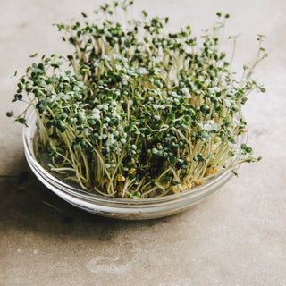 BIO Graines à germer - Moutarde Blanche - Source précieuse de nutriments - Sinapis alba - Graines Premium