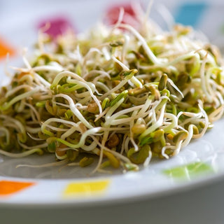 BIO Graines à germer - Lentilles - Collation saine directement de la nature - Lens culinaris