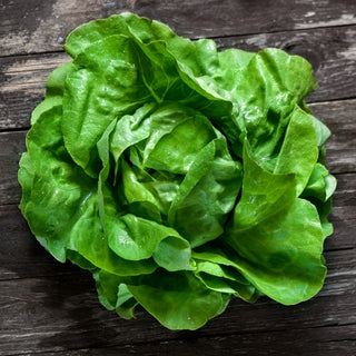 BIO Laitue May King - Précoce, beurre, naturelle - Graines Premium