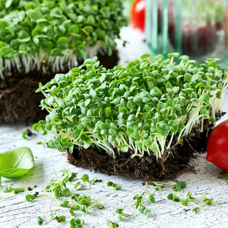 Microgreens - Basilic - Jeunes pousses vertes pour salades - Ocimum basilicum - 100 g - Graines Premium