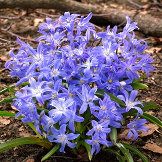 Chionodoxa - Premier souffle pittoresque du printemps - 10 bulbes