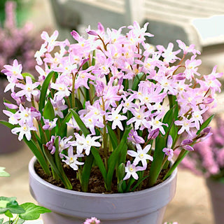 Chionodoxa - Pink Giant - Élégance naturelle et pastel - 10 bulbes