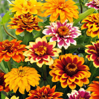 Zinnia d'Haage - Persian Carpet Mélange - Ambiance orientale au jardin - Zinnia haageana