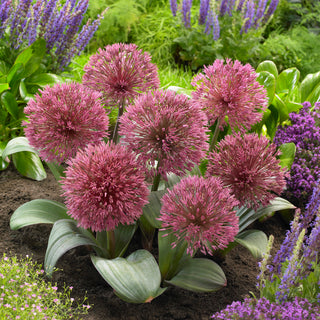 Allium nevskianum - Plante exceptionnelle et résistante