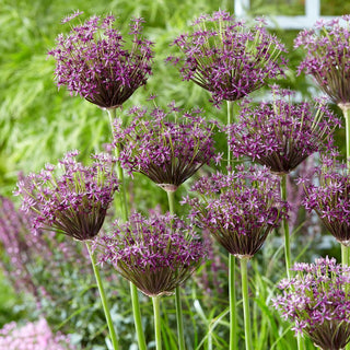 Ail d'ornement - Miami - Allium - Charme unique du jardin d’été - 3 bulbes