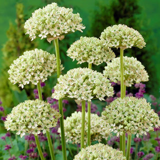 Ail d'ornement - Nigrum - Allium - Charme intemporel du jardin - 3 bulbes