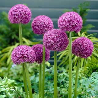 Ail d'ornement - Pinball Wizard - Allium - Idéal pour la coupe et les vases