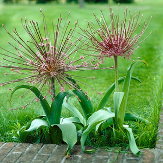 Ail d'ornement - Allium - Inflorescences élancées et étalées