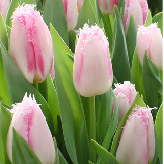 Tulipe - Edinburgh - Tulipa - Bordure des pétales belle et décorative - 5 bulbes