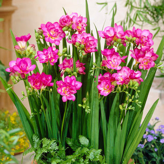 Freesia double - rose - Décoration romantique du jardin - 10 bulbes