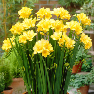 Freesia - jaune - Arôme délicat et agréable - 10 bulbes