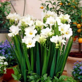 Freesia - blanc - Crée des compositions élégantes - 10 bulbes