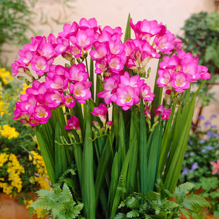 Freesia - rose - Couleur subtile et romantique - 10 bulbes