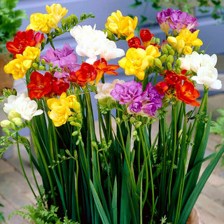 Freesia double - mélange - Idéale pour les bouquets coupés - 10 bulbes