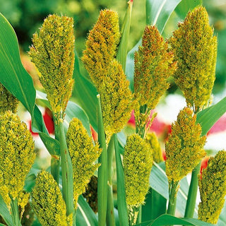 Sorgho Noir - Panaches spectaculaires, foncés et ornementaux - Sorghum nigrum - Graines Premium