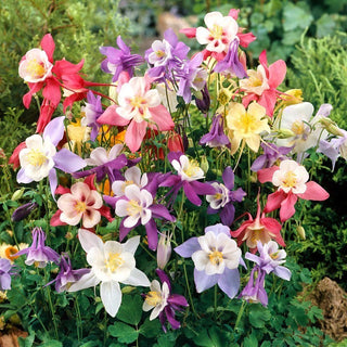 McKana's Columbine Hybrid - Blooming Spectacle of Colours! - Aquilegia x Hybrida - Premium Seeds