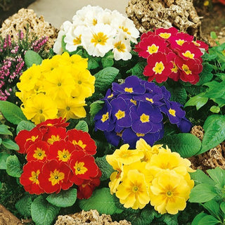 Primevère Acaule - Inflorescences en ombelle pour bordures - Primula acaulis