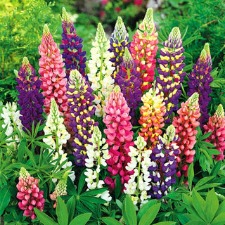 Lupin - Festival - Nain Mélange - Variété ornementale pour le jardin - Lupinus polyphyllus