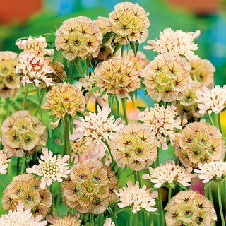 Scabieuse Étoilée - Accent original dans le massif - Scabiosa stellata - Graines Premium