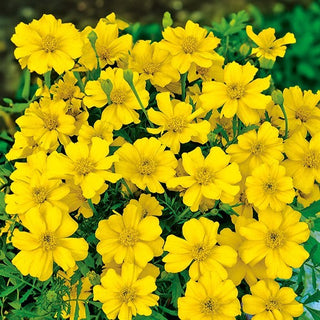 Œillet d'Inde - Favourite - Éclat chaleureux des fleurs tout l’été - Tagetes patula