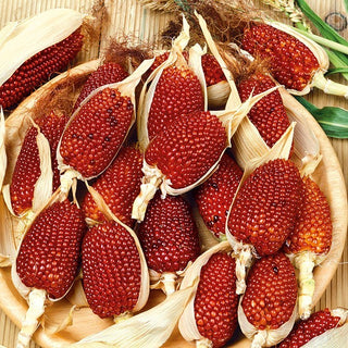 Maïs Ornemental - Strawberry Corn - Variété exceptionnelle, inspiration colorée pour la décoration - Graines Premium