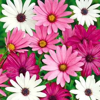 Marguerite du Cap - Mélange - Fleurit du printemps à l’automne - Osteospermum ecklonis - Graines Premium