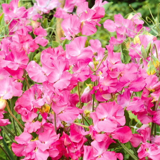 Pois de Senteur - Rose - Touche pastel au cœur de la verdure - Lathyrus odoratus