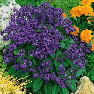 Héliotrope du Pérou - Parfum vanillé au jardin - Heliotropium arborescens - Graines Premium