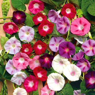 Ipomée Tricolores - Fleurs Bicolores - Spectaculaire et parfait pour les clôtures - Ipomoea tricolor