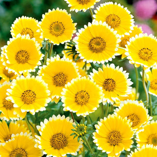 Layia platyglossa - Charme léger de la prairie au jardin - Layia platyglossa - Graines Premium