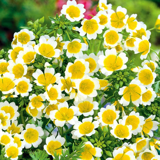 Oeuf Sur le Plat - Plante mellifère à floraison abondante - Limnanthes douglasii - Graines Premium