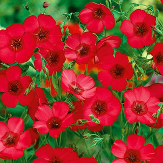 Lin à grandes fleurs - Rouge - Décoration légère du jardin - Linum grandiflorum - Graines Premium