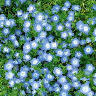 Némophile de Menzies - Bleu délicat pour pots et massifs - Nemophila menziesii