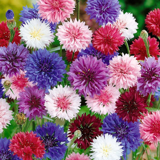 Centaurée bleuet - Fleurs des champs, mélange coloré pour les abeilles - Centaurea cyanus - Grand sachet - 100 g - Graines Premium