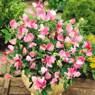 Pois de Senteur - Pink Cupid - Fleurs dans une nuance pastel de rose - Lathyrus odoratus