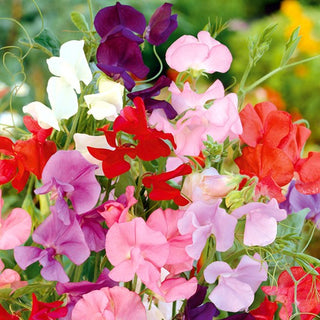 Pois de Senteur - Mammoth Mélange - Grande taille et arôme intense - Lathyrus odoratus
