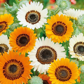 Venidium - Grandes fleurs intenses et spectaculaires - Venidium fastuosum - Graines Premium