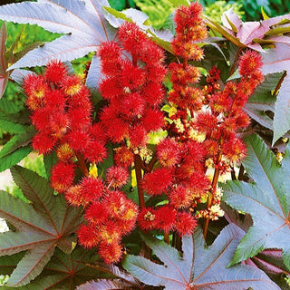 Ricin commun - feuilles rouges - Apparence spectaculaire, entretien facile - Ricinus communis - Graines Premium