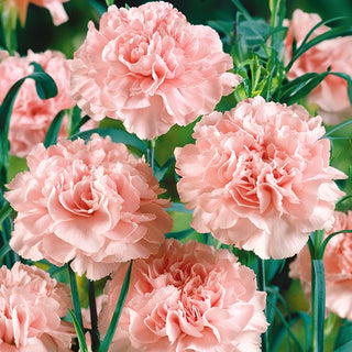 Oeillet des fleuristes - La France - Rose délicat à pétales pleins - Dianthus caryophyllus