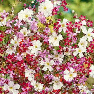 Gypsophile Elégant - Mélange - Palette de couleurs joyeuses pour massifs - Gypsophila elegans