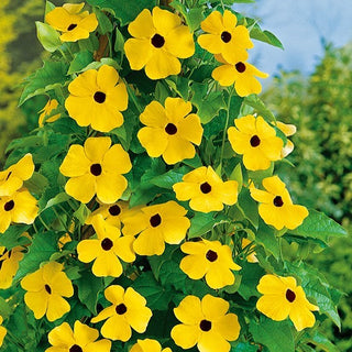 Suzanne Aux Yeux Noirs - Jaune - Grimpante à croissance rapide de l’été à l’automne - Thunbergia alata - Graines Premium
