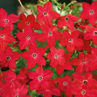 Tabac d'Ornement - Crimson Bedder - Couleur intense, parfum doux - Nicotiana alata