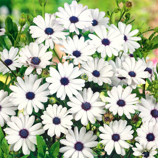 Marguerite du Cap - Blanc - Fleurs d’un blanc éclatant, port compact - Osteospermum ecklonis
