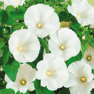 Lavatère - Blanc - Fleurs éclatantes de l’été à l’automne - Lavatera trimestris - Graines Premium