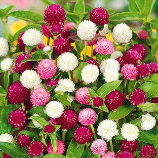 Gomphrena Globosa - Mélange - Boules florales aux couleurs variées - Gomphrena globosa