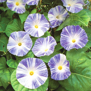 Ipomée Tricolores - Flying Saucers (Arlekin) - Fleurs tricolores et originales - Ipomoea tricolor