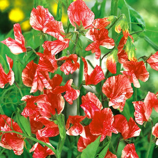 Pois de Senteur - Old Spice America - Longue période de floraison, plante grimpante spectaculaire - Lathyrus odoratus
