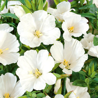 Godétia - Blanc - Ornement subtil et classique pour massifs - Godetia grandiflora