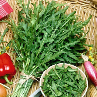 BIO Roquette sauvage Sylvetta - Rendements abondants et prolongés pendant de nombreuses années - Graines Premium